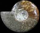 Wide, Polished Ammonite Fossil - Madagascar #52518-1